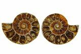Cut & Polished Ammonite Fossils - 1 1/4" Size - Photo 3